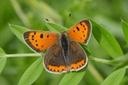 <p>Der kleine Feuerfalter (<i>Lycaena phlaeas</i>), eine Art für die der Index einen positiven Trend ausweist.</p> Foto: Werner Messerschmid