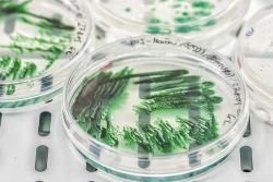 <p>Cyanobakterien nutzen die Photosynthese, um Lichtenergie in chemische Energie umzuwandeln – und gewinnen zunehmend an Bedeutung für eine CO<sub>2</sub>-neutrale Biotechnologie.&nbsp;</p> Foto: André Künzelmann / UFZ