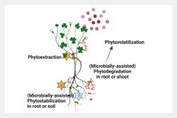 <p>Various types of phytoremediation</p> Photo: Marie Muehe / UFZ <p>Various types of phytoremediation</p> Photo: Marie Muehe / UFZ