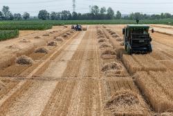 <p>Grain harvest in the static fertilisation experiment at the UFZ experimental station Bad Lauchstädt (Saxony-Anhalt)&nbsp;</p> Photo: André Künzelmann / UFZ
