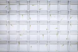 <p>Um die Auswirkungen von Pflanzenschutzmitteln auf das Verhalten von Wasserorganismen zu testen, nutzten die Forscher:innen das Zebrafisch-Embryo-Modell. </p> Foto: André Künzelmann / UFZ