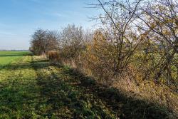 <p>Renaturierungsmaßnahmen wie das Anpflanzen von Hecken verbessern die Bedingungen für verschiedene Tierarten und fördern so die biologische Vielfalt.</p> Foto: André Künzelmann / UFZ <p>Renaturierungsmaßnahmen wie das Anpflanzen von Hecken verbessern die Bedingungen für verschiedene Tierarten und fördern so die biologische Vielfalt.</p> Foto: André Künzelmann / UFZ
